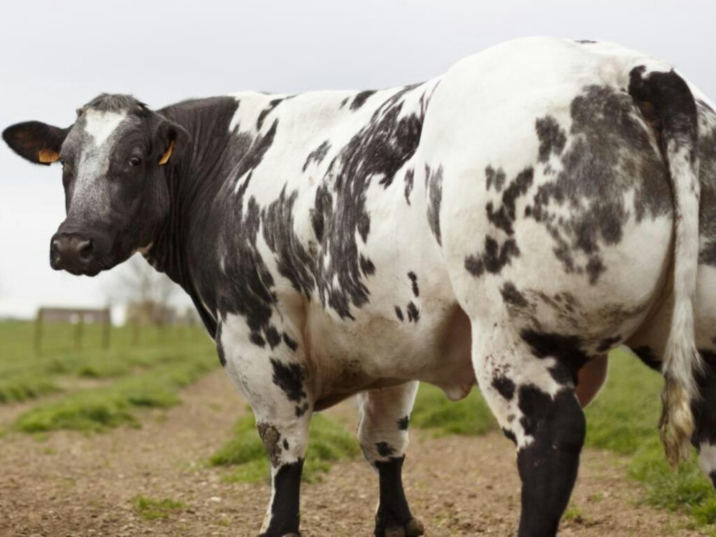 witblauw rundsvlees runderras keurslager lieve patrick oudsbergen opglabbeek week van de de steak