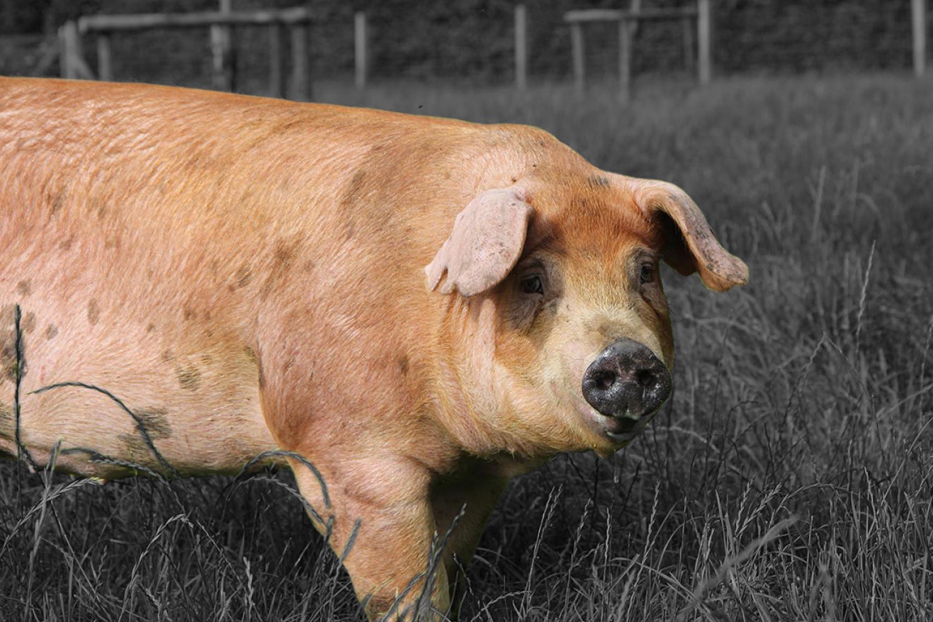 brasvar varken varkensvlees keurslager keurslagers lieve partick oudsbergen opglabbeek