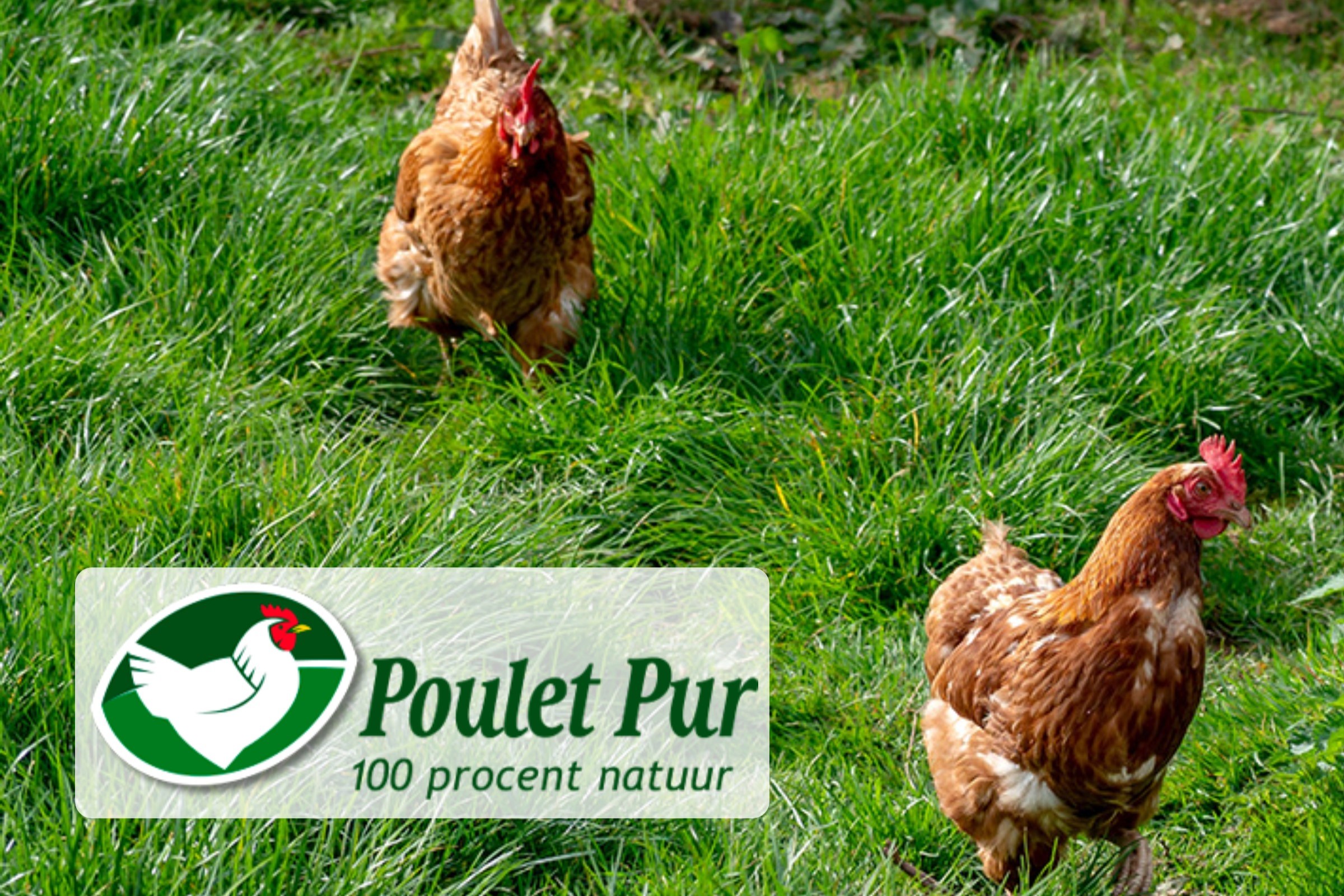 poulet-pur-keurslager-lieve-patrick-oudsbergen-opglabbeek 3x2